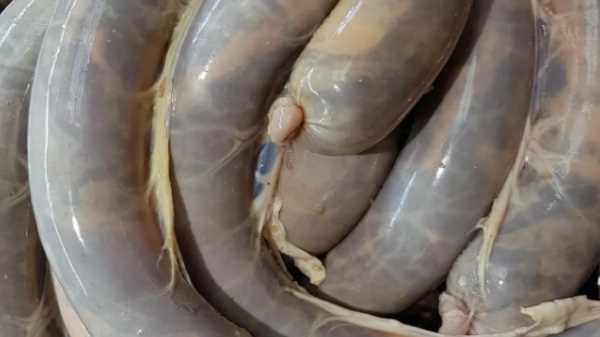 Как и сколько варить казылык